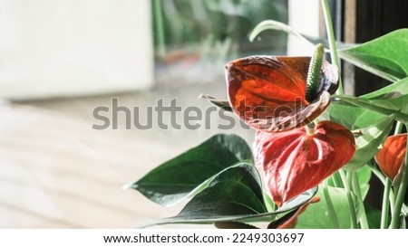 Anturium Anthurium flower with red leaves isolated on black background