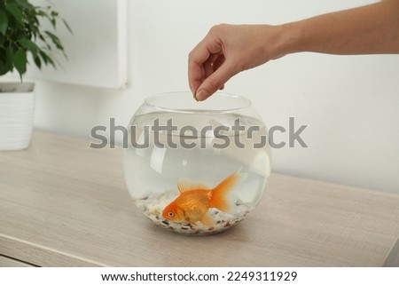 Woman feeding beautiful goldfish at wooden table indoors, closeup