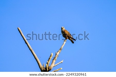 The long legged buzzard (Buteo rufinus) is a bird of prey found widely in several parts of Eurasia and in North Africa.