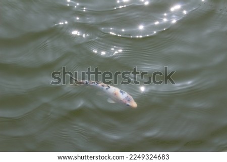 sole colorful fish swim in the pond