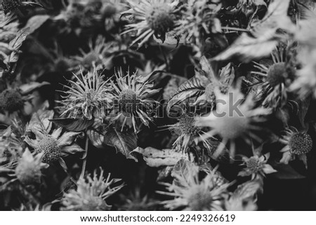 Beautiful flower beds in the park. Flower bed in the garden. Small flowers. flowerbed on the lawn. Horizontal shot. Annual flowerbed. Close up. travel photo, selective focus. Black and white photo