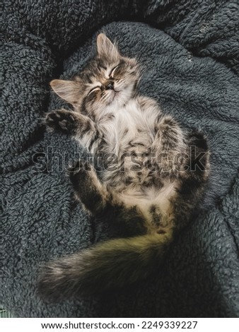 A kitten is sleeping on a mattress. Image taken in selective focus mode. Picture has a noise.