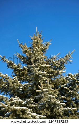 Vertical photo of a Christmas tree against the sky. Winter time period.