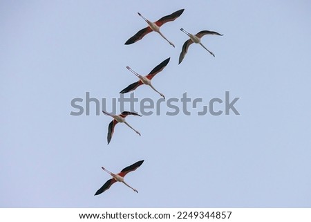 A flock of flamengo birds in flight