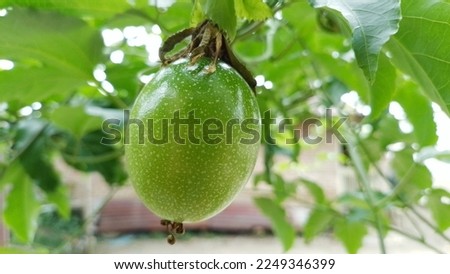 Close-up view of green passion fruit hanging on the tree