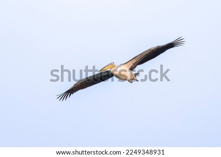 Pelican glides in for a landing with its feet hanging back and its wings spread against a bright blue sky.
