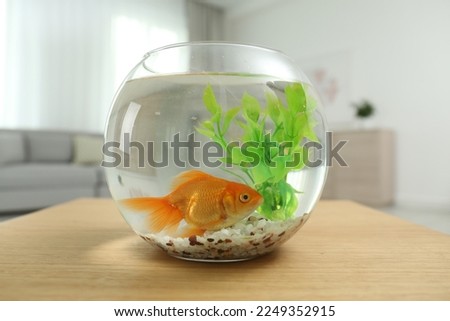 Beautiful bright small goldfish in round glass aquarium on wooden table at home