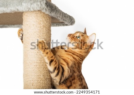 Bengal domestic cat and scratching post isolated on white background. Royalty-Free Stock Photo #2249354171