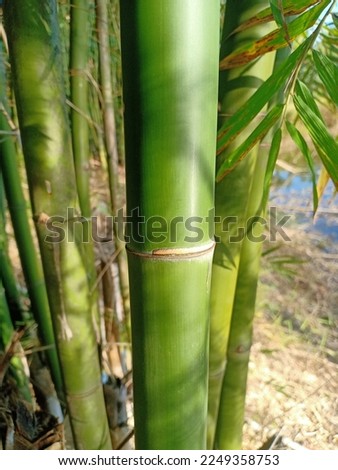 Bamboo is a variety of shrubs and genera in the family Poaceae; Formerly the family Gramineae), the subfamily Bambusoideae is an evergreen tree growing in a clump of segmented trunks.