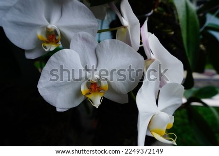 White orchid flower phalaenopsis, Orchid flowers blooming in the garden, White phalaenopsis flowers