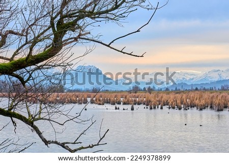 Tranquil landscape on a snowless winter day in the nature reserve of Rhine Delta at Lake of Constance with Swiss Alps in Background,Vorarlberg Austria