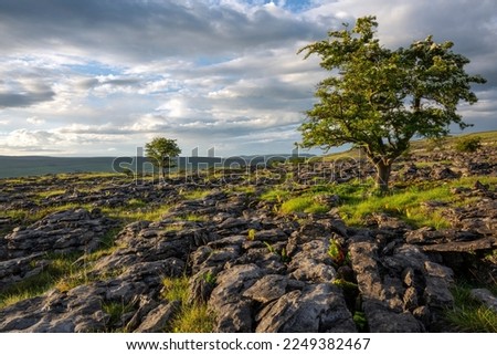 Hawthorn trees growing through the limestone pavement at Ribblesdale in the Yorkshire Dales National Park. Royalty-Free Stock Photo #2249382467