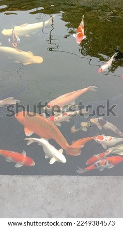 Some live fish are unique in their kind, one of which is this goldfish, which looks so beautiful to be nurtured, besides that it can reduce the effect of fatigue, and this picture is an example beauty