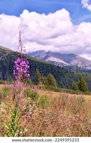 Beautiful mountain flower images and pictures
