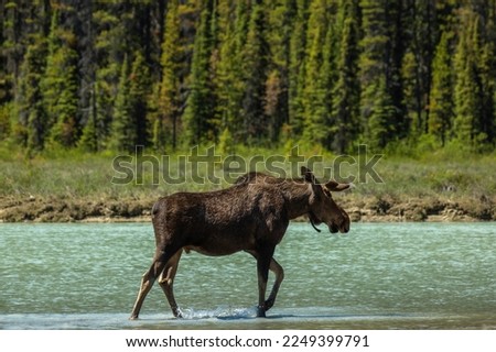 Canadian moose by lake in British Columbia Royalty-Free Stock Photo #2249399791