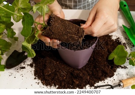 The root system of the houseplant is close-up. The concept of selecting a pot for transplanting, choosing a suitable soil. Royalty-Free Stock Photo #2249400707