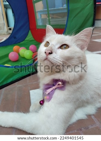 It is a picture of a beautiful white cat with pretty golden eyes cat also have bell around neck cat called turkish angora 