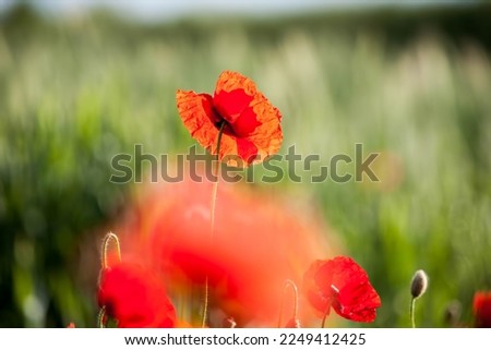 Poppy flowers in spring, may