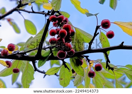 Ripe, red crabapples, crab apples, Malus, hang on an apple tree - Malus Neville Copeman flowering crab apple deciduous fruits. Royalty-Free Stock Photo #2249414373
