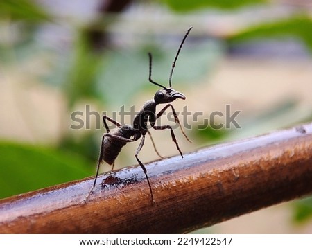 This is a picture of a very busy ant.