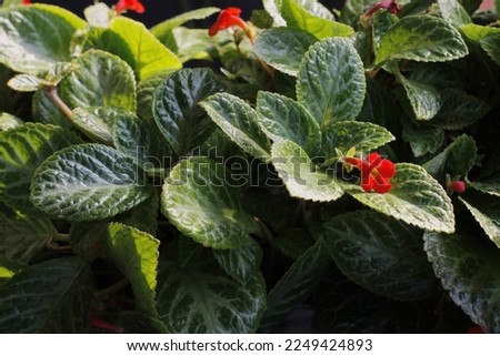 close up of a velvet leaf ornamental plant, a type of flowering plant of African origin, with the Latin name episcia. beautiful