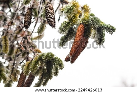 Christmas evergreen tree with cones and frost on green needles in frosty weather. The beauty of winter nature. Selective focus, shallow depth of field.