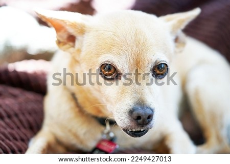 Closeup of adorable little tan chihuahua dog lying down and looking forward sheepishly with ears back