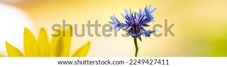 Horizontal banner with sunflower flower petals and carnations