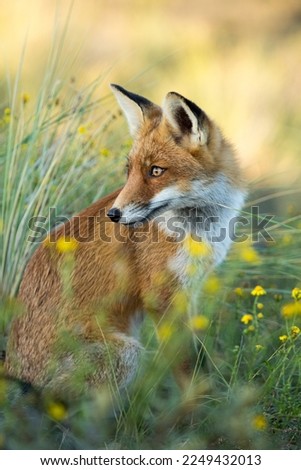 Young Red Fox Sitting in A Green Nature Background by Some Yellow Flowers in A National Park