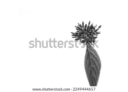 monochrome photograph of isolated flower. fine art image of leaf on white background. floral design. wallpaper photo in black and white of nature. 