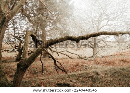 Old autumn mountain trees in fogmist
