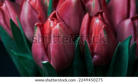 Red tulips isolated on a black background. Photo for card on Valentine's day, women's day, mother's day, birthday, name day. Background banner for website.