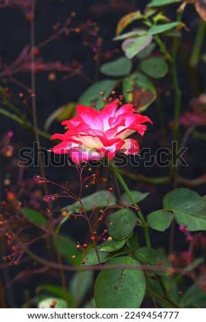 Blooming pink white gradient colors rose flower with green leaves and dark background, image for mobile phone screen, display, wallpaper, screensaver, lock screen and home screen or background  