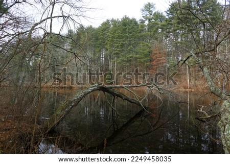 Landscape photo with laydown tree.

