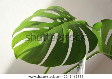 Monstera deliciosa borsigiana swiss cheese plant split leaf philodendron