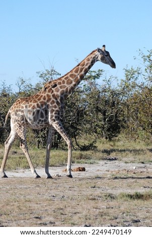 Animals seen on Safari in Botswana Africa