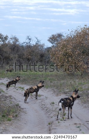 Animals seen on Safari in Botswana Africa