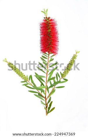 Red bottle brush single bloomed flower isolated on white background Royalty-Free Stock Photo #224947369