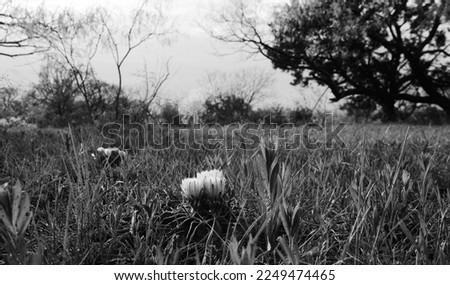 Scenic Texas landscape image in black and white with horse crippler cactus in bloom during spring season.