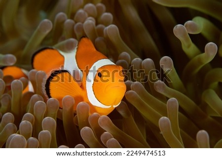 Ocellaris Clownfish (Amphiprion ocellaris) in an anemone on a coral reef in Raja Ampat, Indonesia. Royalty-Free Stock Photo #2249474513