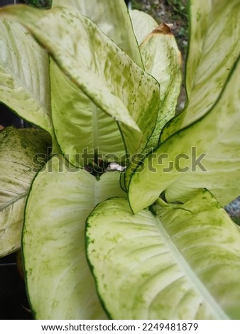 Aglaonema is an ornamental plant that is usually planted to beautify the yard of the house. There are various types and colors of Aglaonema