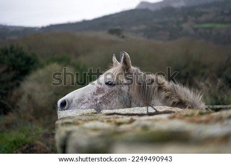 The horse peering from the fence