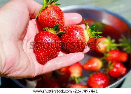 Washing ripe and red strawberries by a woman.