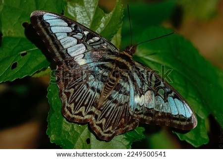 Macro butterfly Parthenos sylvia wings spread beautiful black with white and blue on ferns green plants in background