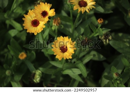 Calendula flowers closeup background in garden