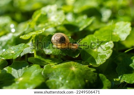 Snails on leaves moistened with rainwater , small, brownish wild snails clinging to the grass in tropical forests Royalty-Free Stock Photo #2249506471
