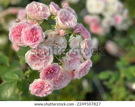 rose bloom she loves you