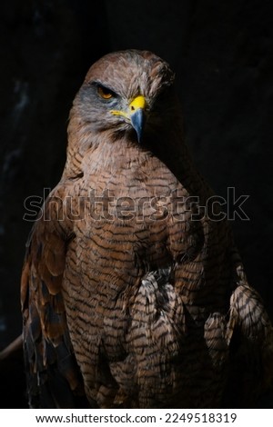 Wild Eagle on black background
