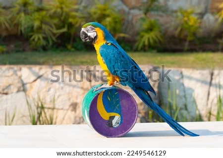 Blue and yellow Macaw playing rolling drum