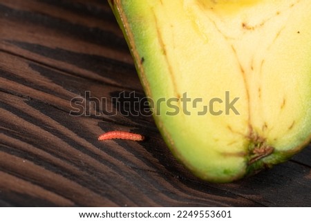 a red worm caterpillar in a fresh avocado